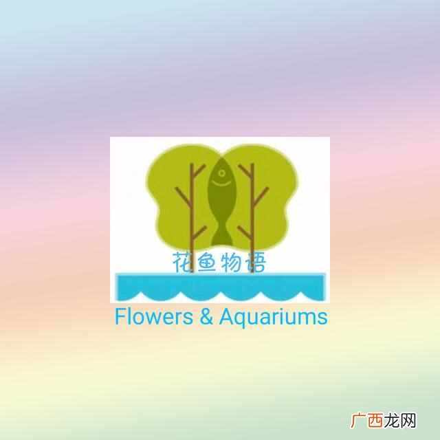 石榴花什么季节开放？