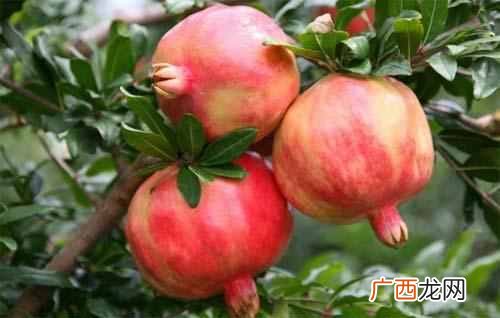 石榴花什么季节开放？