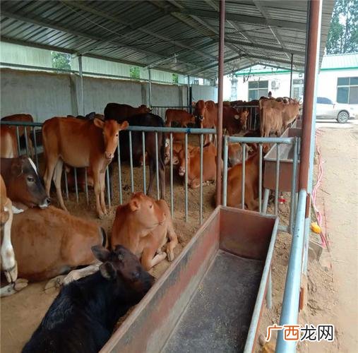 犊牛养好的重要性 犊牛养殖技术