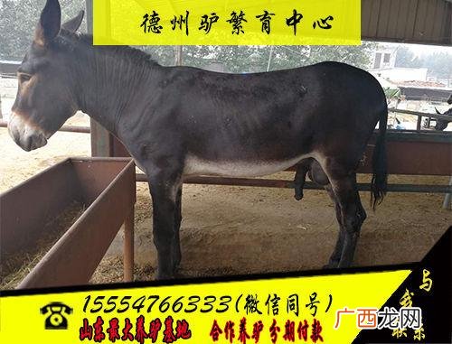 毛驴养殖技术介绍视频 德州驴养殖技术视频