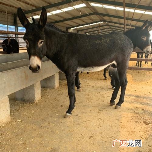 毛驴养殖技术介绍视频 德州驴养殖技术视频