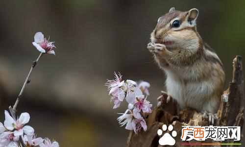 松鼠的尾巴有什么作用?松鼠的尾巴可以干什么