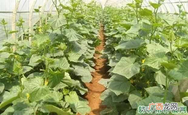 米醋是什么做的？米醋是白醋吗