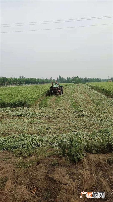 10亩艾叶利润 开一个艾条加工厂要多少钱