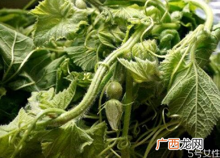 南瓜尖怎么去毛南瓜尖的功效和作用