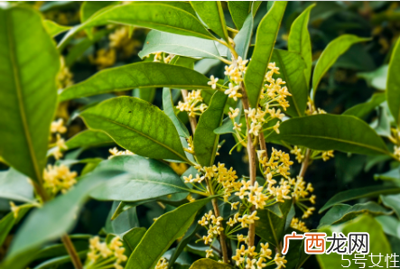 桂花籽能吃吗桂花籽的作用与功效