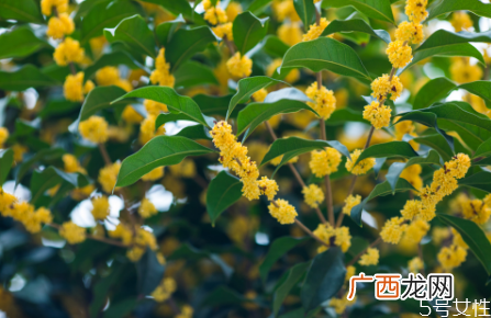 桂花籽能吃吗桂花籽的作用与功效