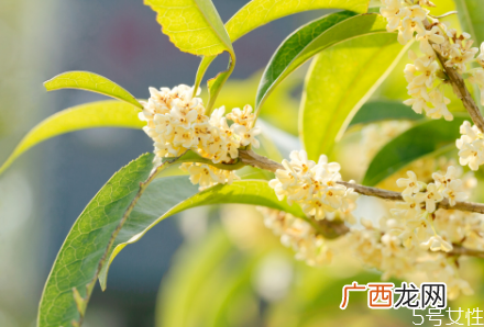 桂花籽能吃吗桂花籽的作用与功效