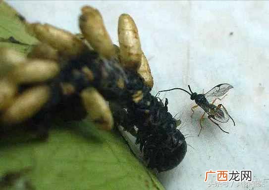 什么是益虫什么是害虫？