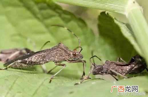 什么是益虫什么是害虫？
