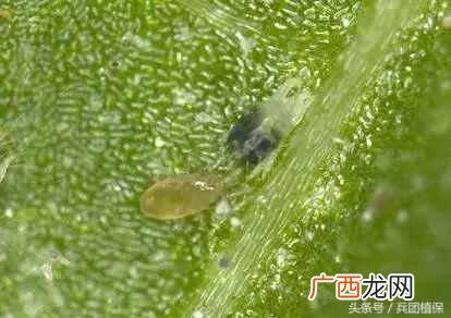 什么是益虫什么是害虫？