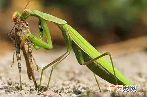 什么是益虫什么是害虫？