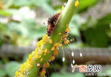 什么是益虫什么是害虫？