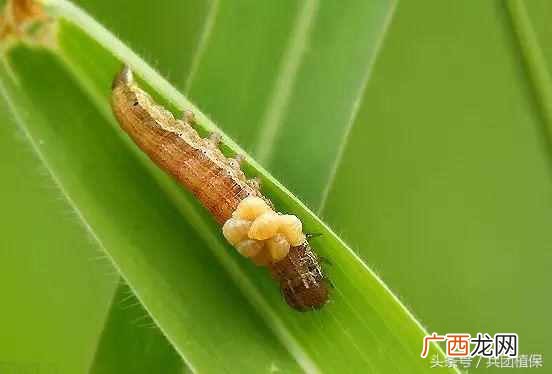什么是益虫什么是害虫？