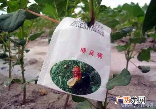 什么是益虫什么是害虫？