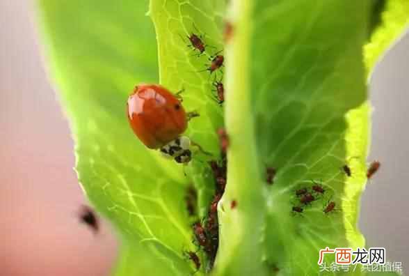 什么是益虫什么是害虫？