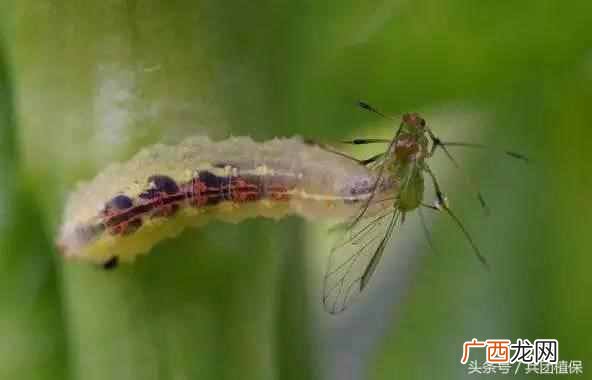 什么是益虫什么是害虫？