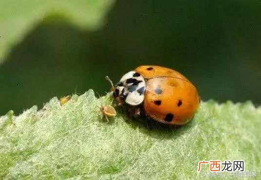 什么是益虫什么是害虫？