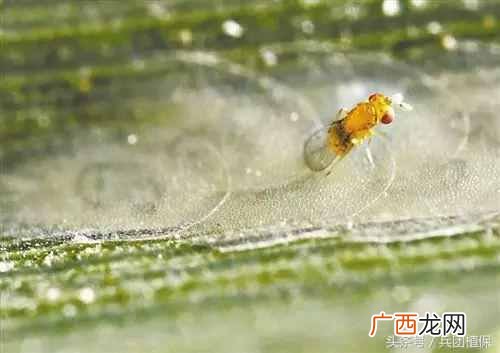 什么是益虫什么是害虫？