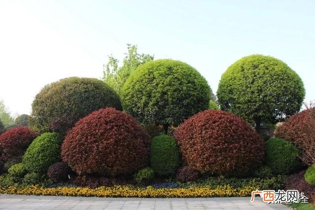 未来五年苗木行情预测,未来几年种植什么树好