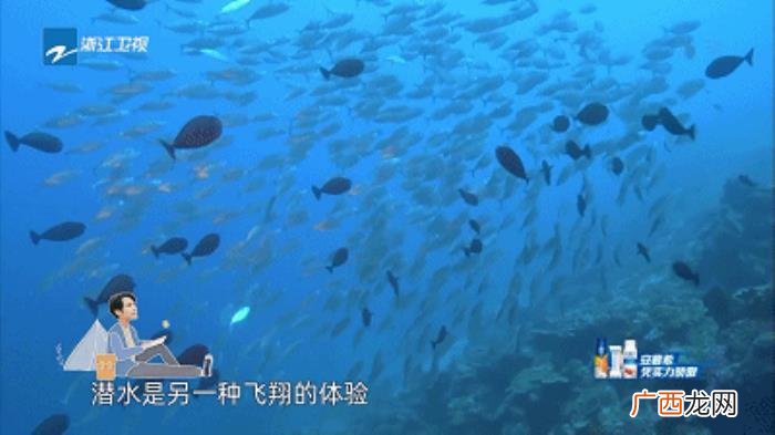 从极速前进到漫游记 极速前进冠军