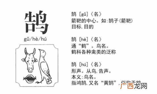 鸿鹄是什么鸟？我活了28年居然没见过这种鸟