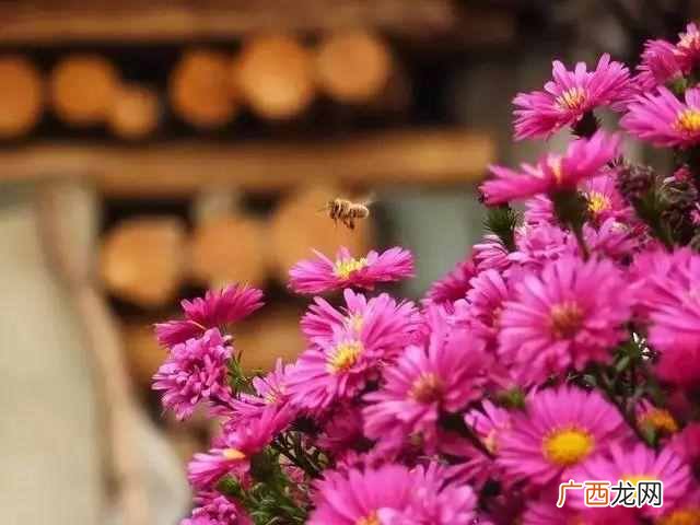 农历8月开什么花？看了你会爱上它