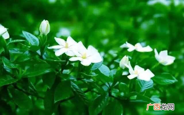 农历8月开什么花？看了你会爱上它