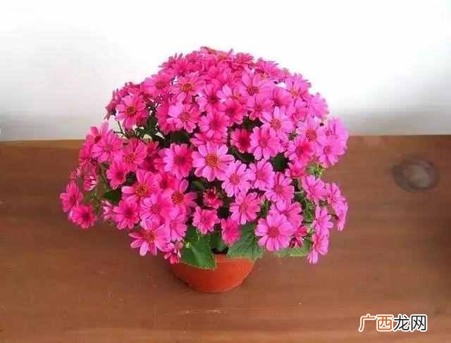 农历8月开什么花？看了你会爱上它