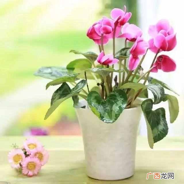 农历8月开什么花？看了你会爱上它