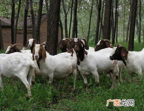黄粉虫养殖技术 东北山羊的养殖技术