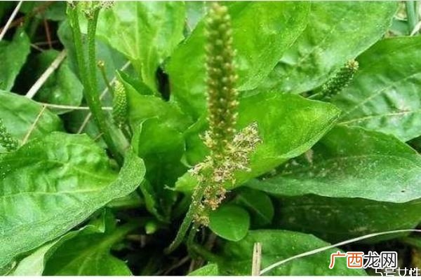 车前草要煮几棵根要不要煮里面