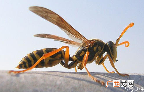 黄蜂泡酒怎么制作黄蜂泡酒的功效