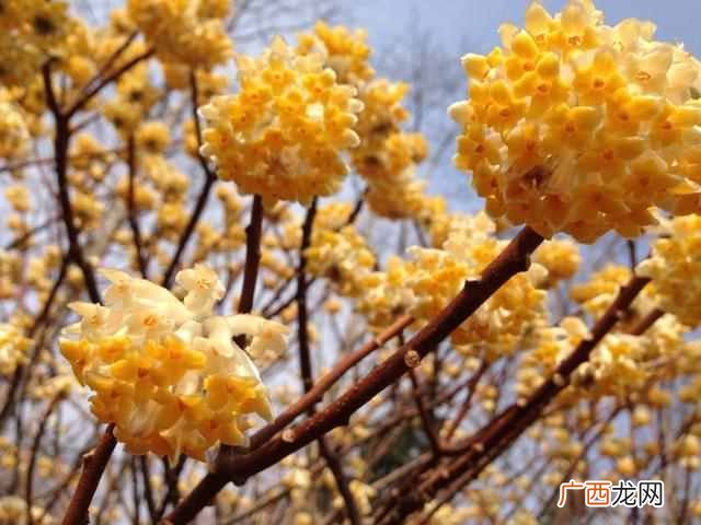 阳春二月开什么花？二月份开的花有哪些？