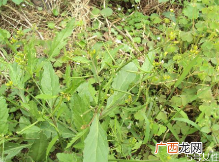 野葛菜的功效与作用葛菜煲生鱼的功效