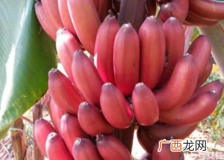 红香蕉怎么样才算熟红香蕉的功效和作用