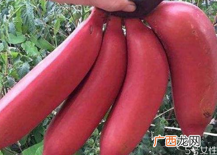 红香蕉怎么样才算熟红香蕉的功效和作用