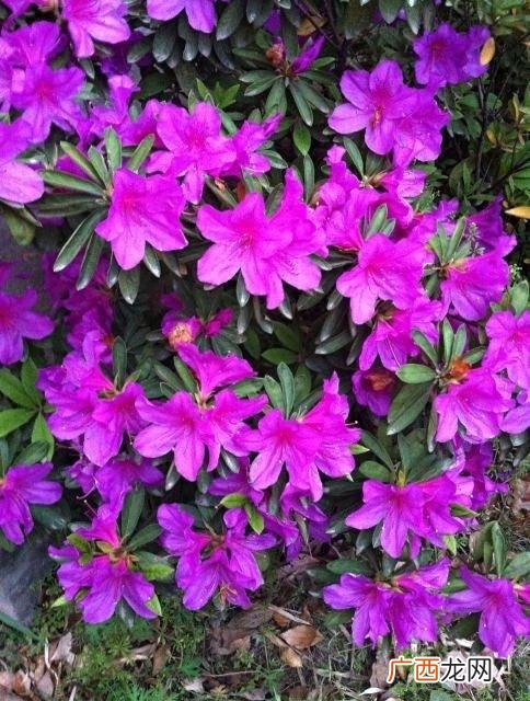 花卉科普 花卉qiulan