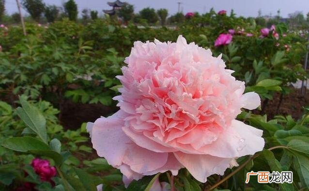 花卉科普 花卉qiulan