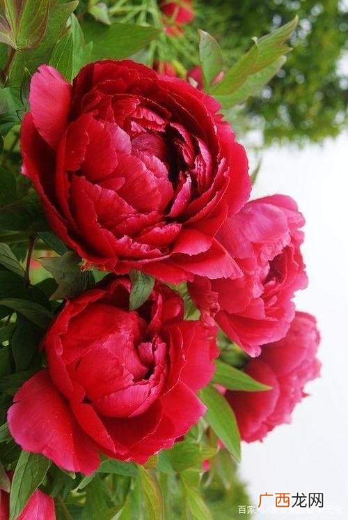 花卉科普 花卉qiulan