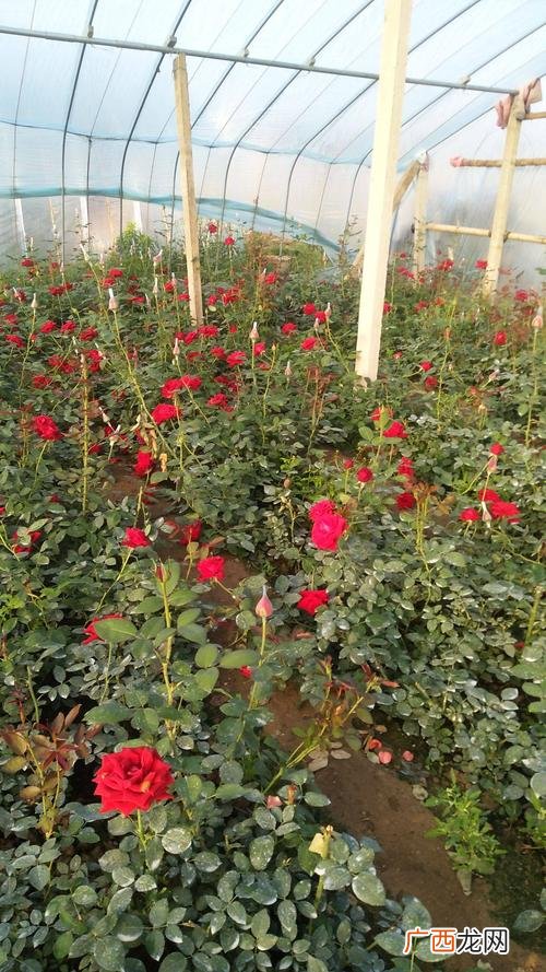 云南花卉批发 昆明花卉市场玫瑰批发价格