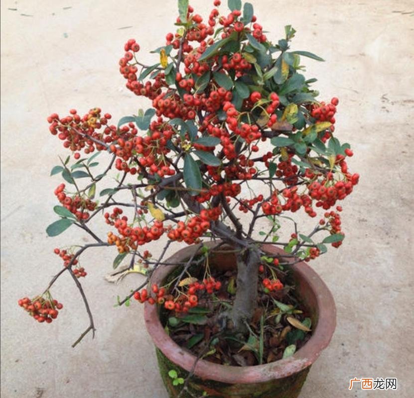 火棘盆景栽培技术 花卉网 火棘的移植