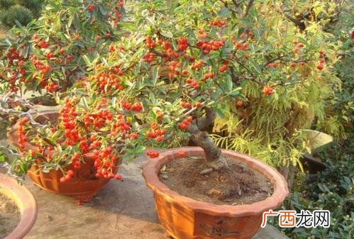火棘盆景栽培技术 花卉网 火棘的移植