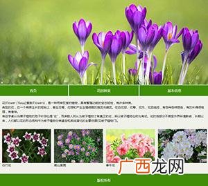 在哪里可以查花的品种 看花卉上什么网