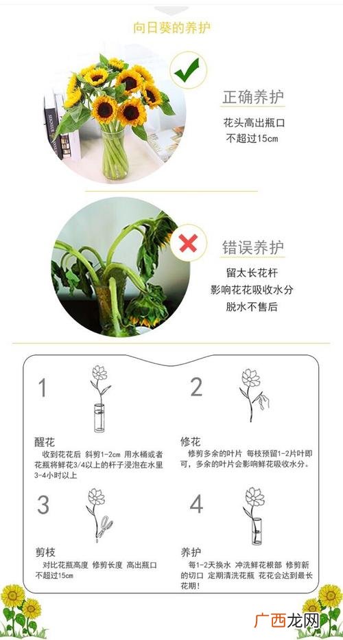 苗木花卉 苗圃花卉养护