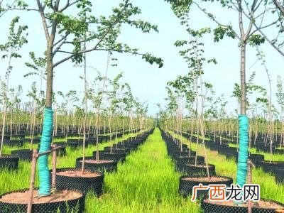农村花卉苗木 花卉苗木库