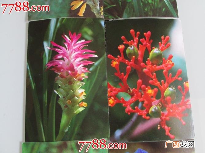 云南花卉批发 中国 云南的花卉
