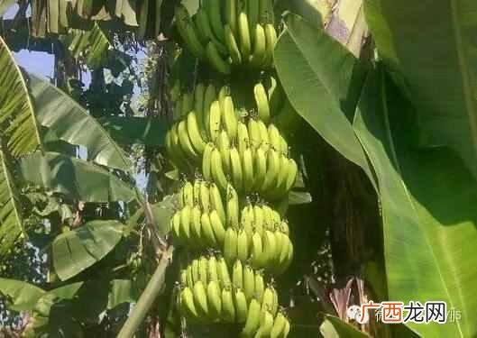 香蕉人是什么意思？吃香蕉可以健身么