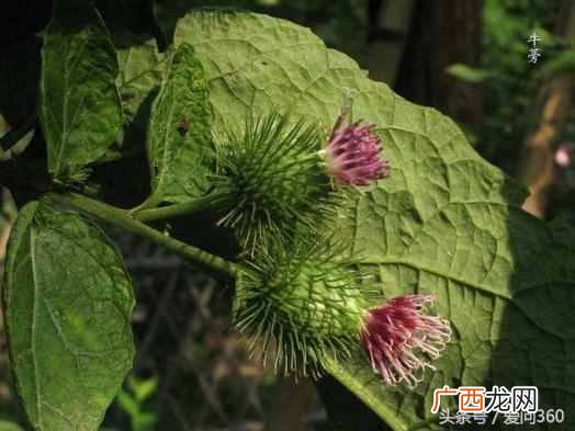 什么是牛蒡茶？牛蒡茶的功效和作用有哪些？