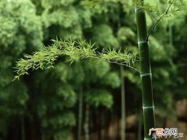郑板桥擅长画什么植物？